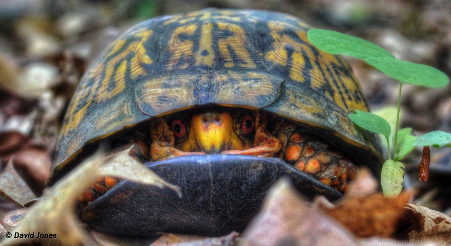 Turtle directly in Conestoga  proposal path IMG_8481